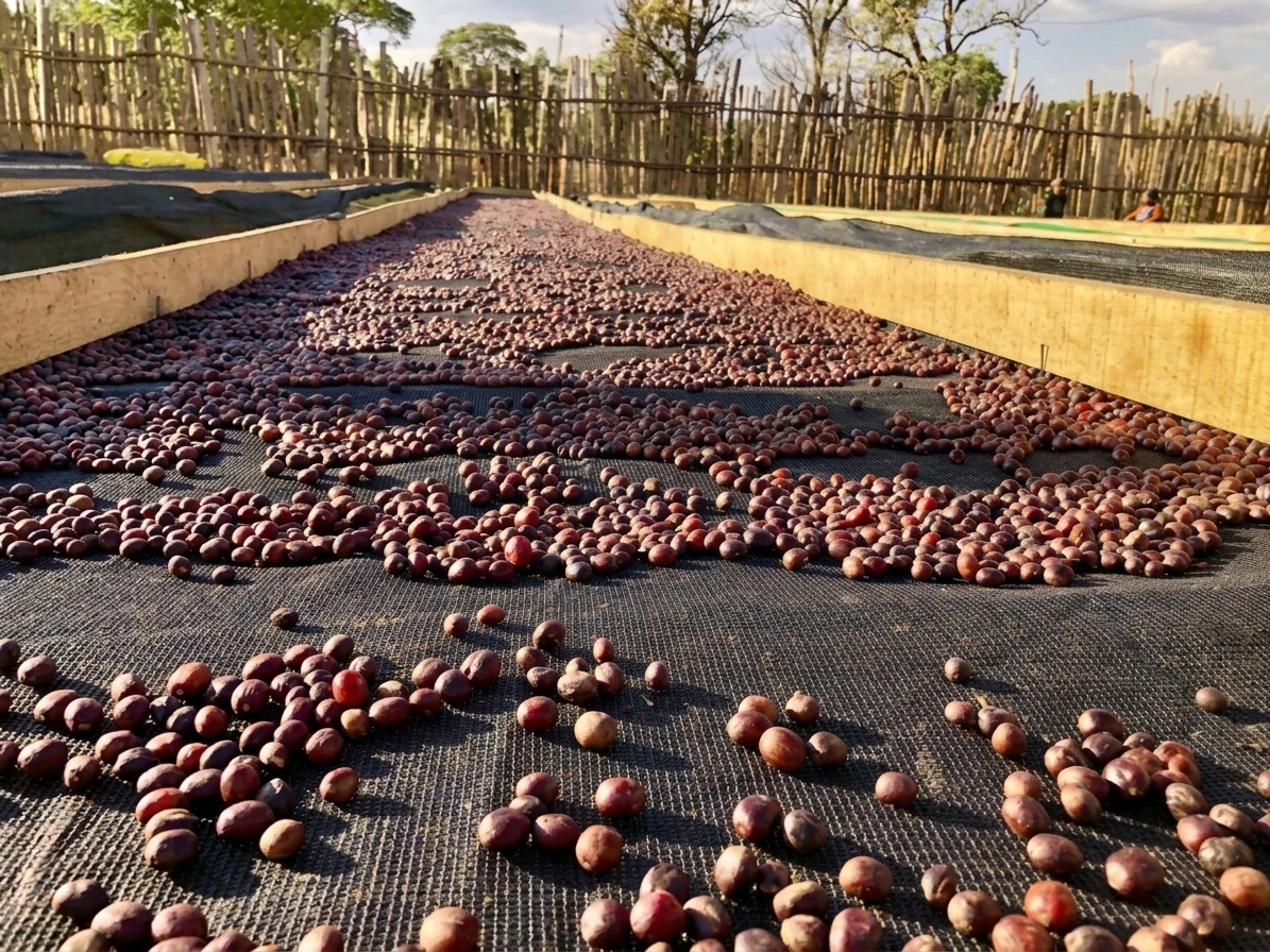 Coffee beans drying on a raised Shadenet bed